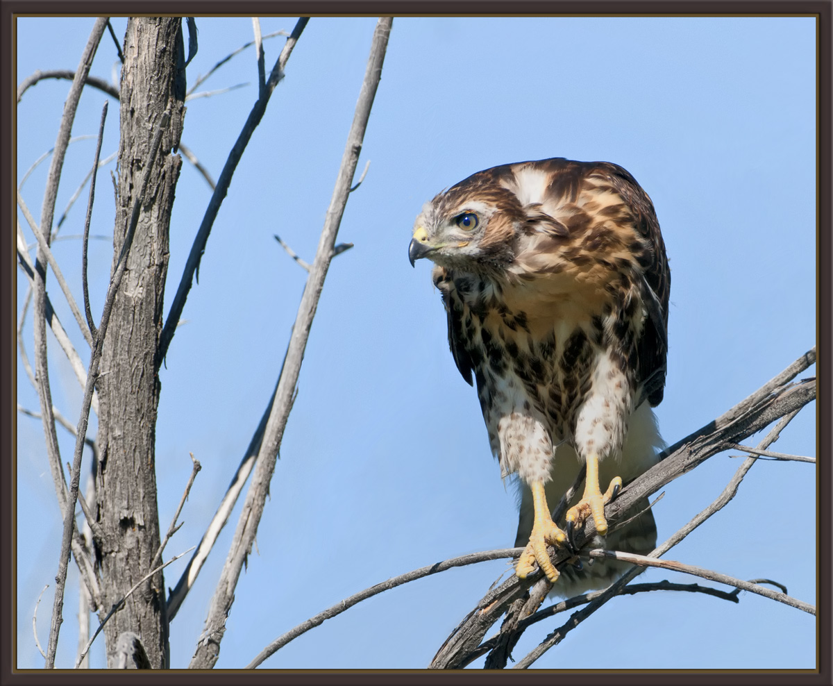 Juvenile RedTail