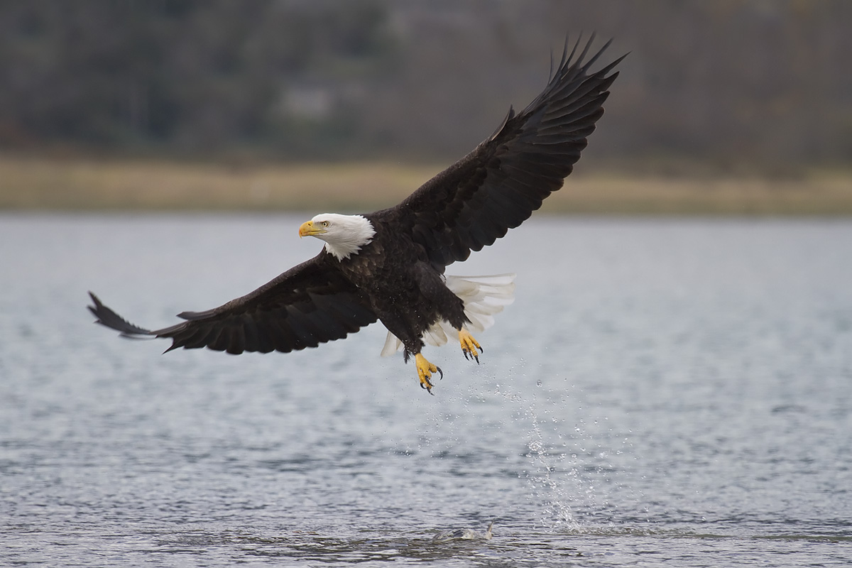 Bald Eagle