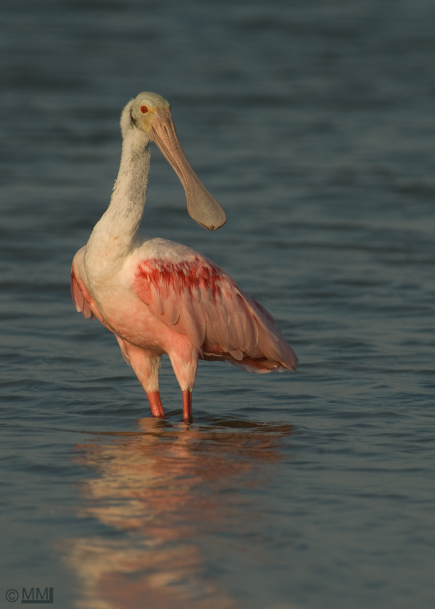 Roseate Spoonbill