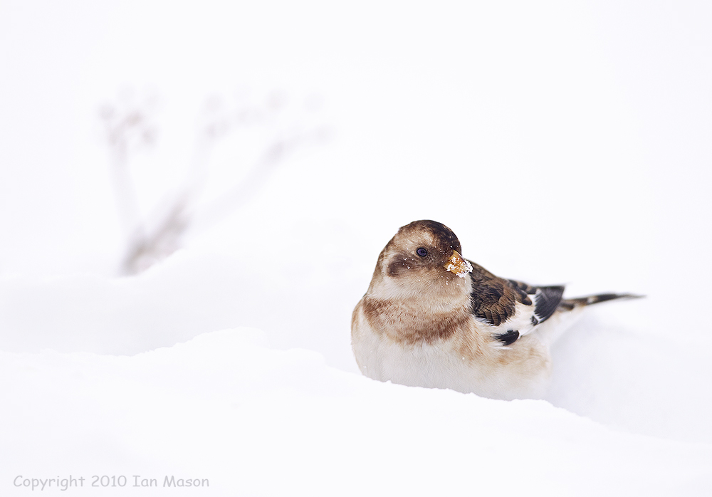 Snow Bunting