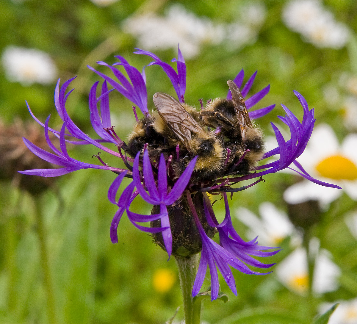 Flower Full of Bees