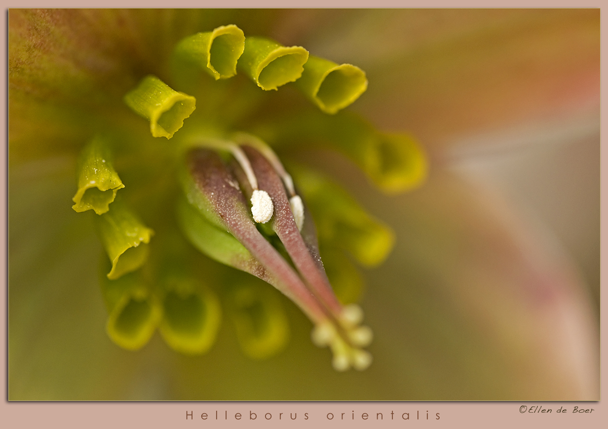 Helleborus intimate...