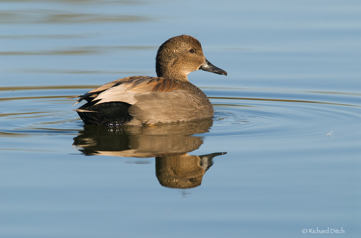 Gadwall
