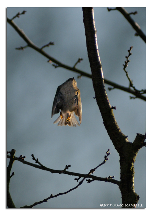 Goldcrest plus another