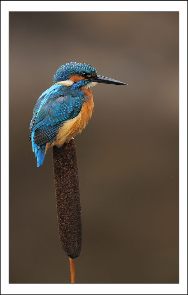Ruffled Kingfisher