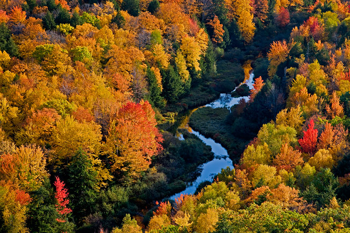 Fall Color