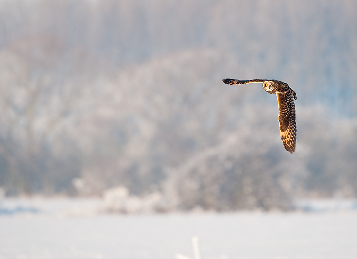 SEO in flight