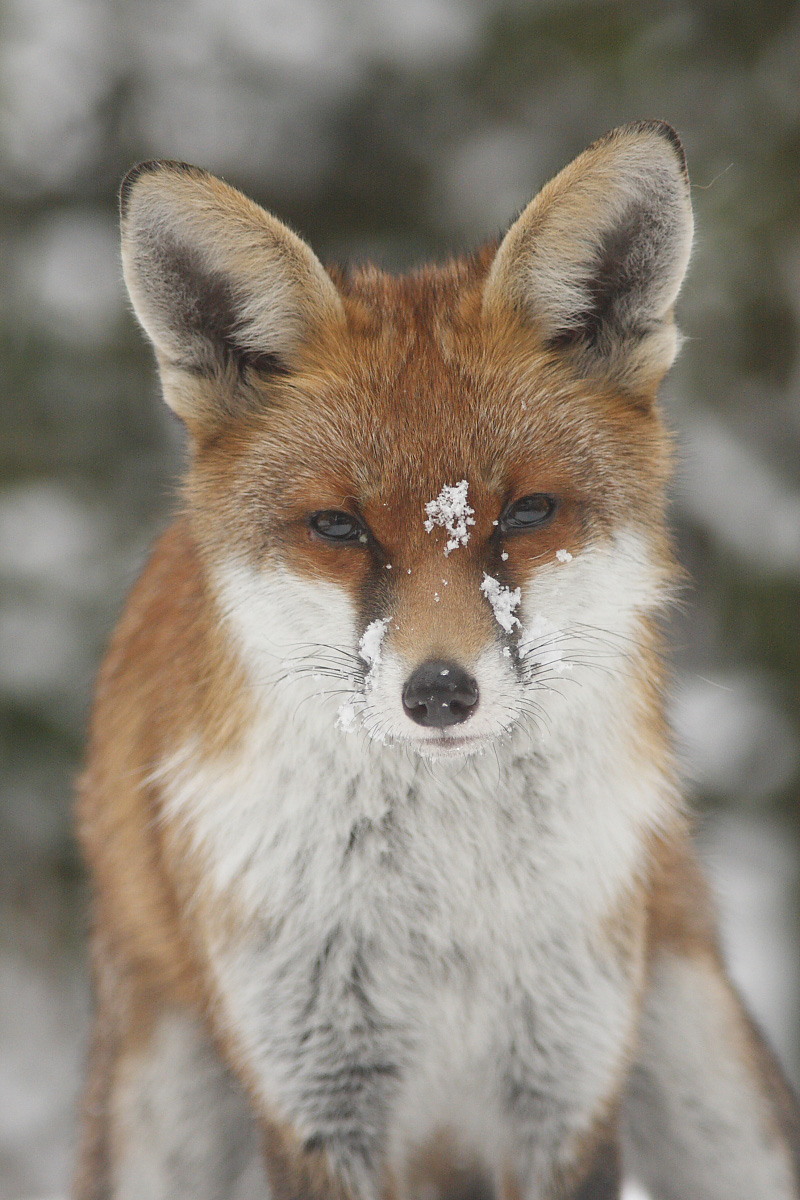 Red Fox