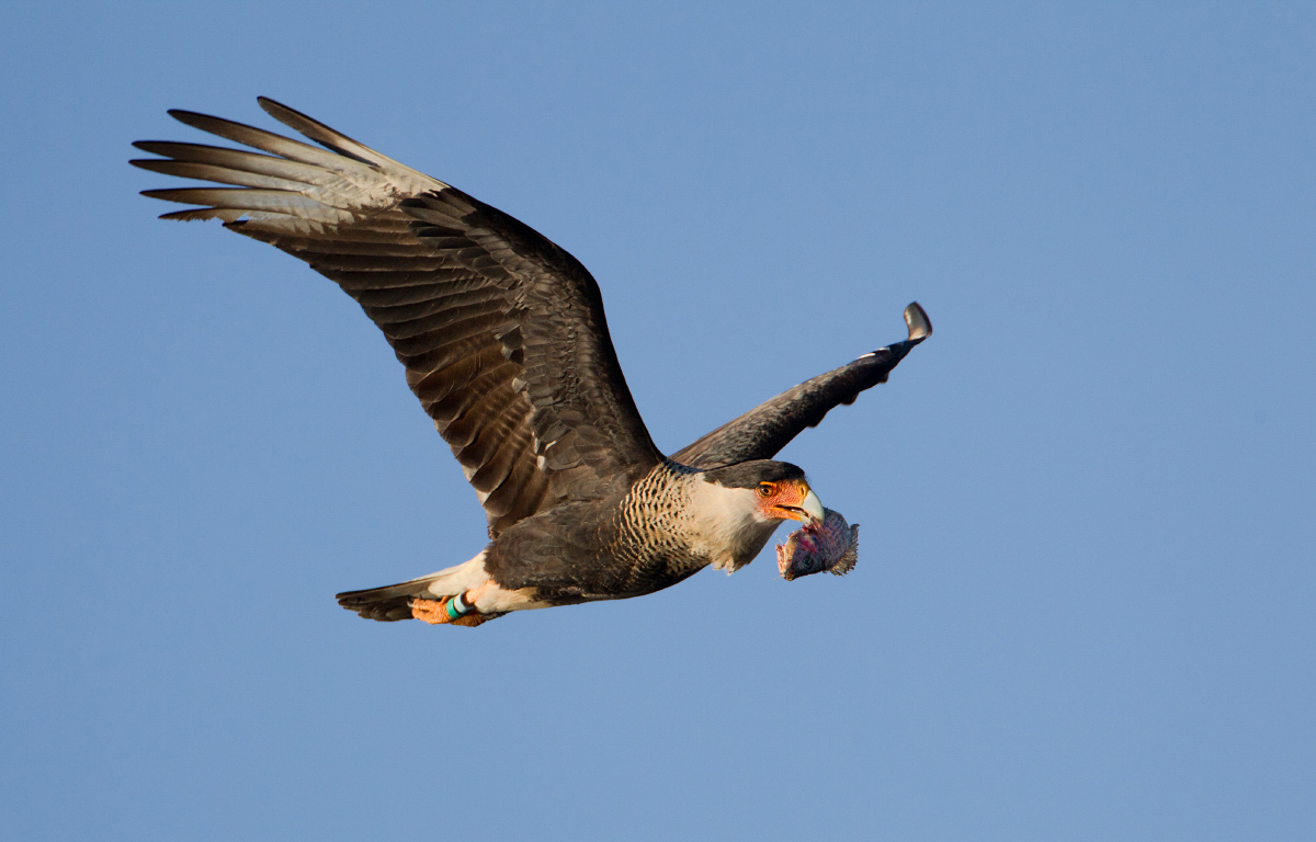Caracara