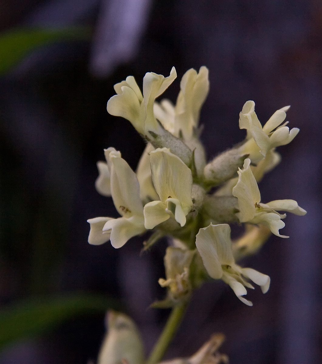 Another Wild Flower