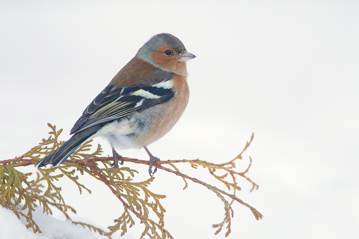 Male Chaffinch.