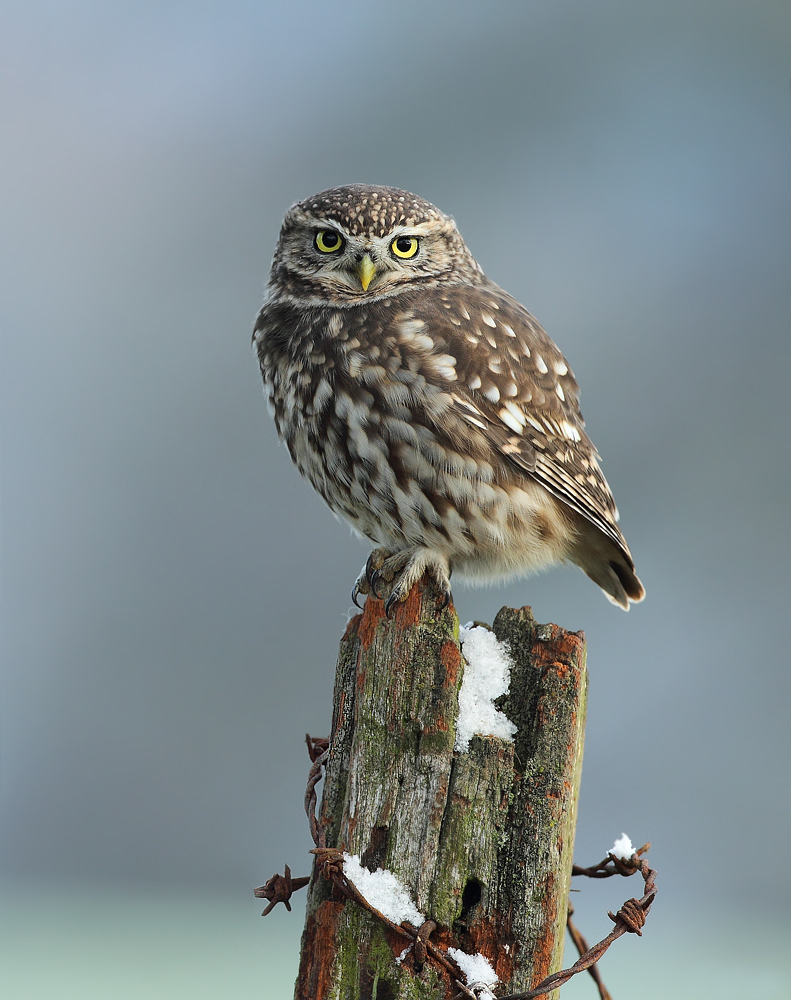 Frozen Little Owl