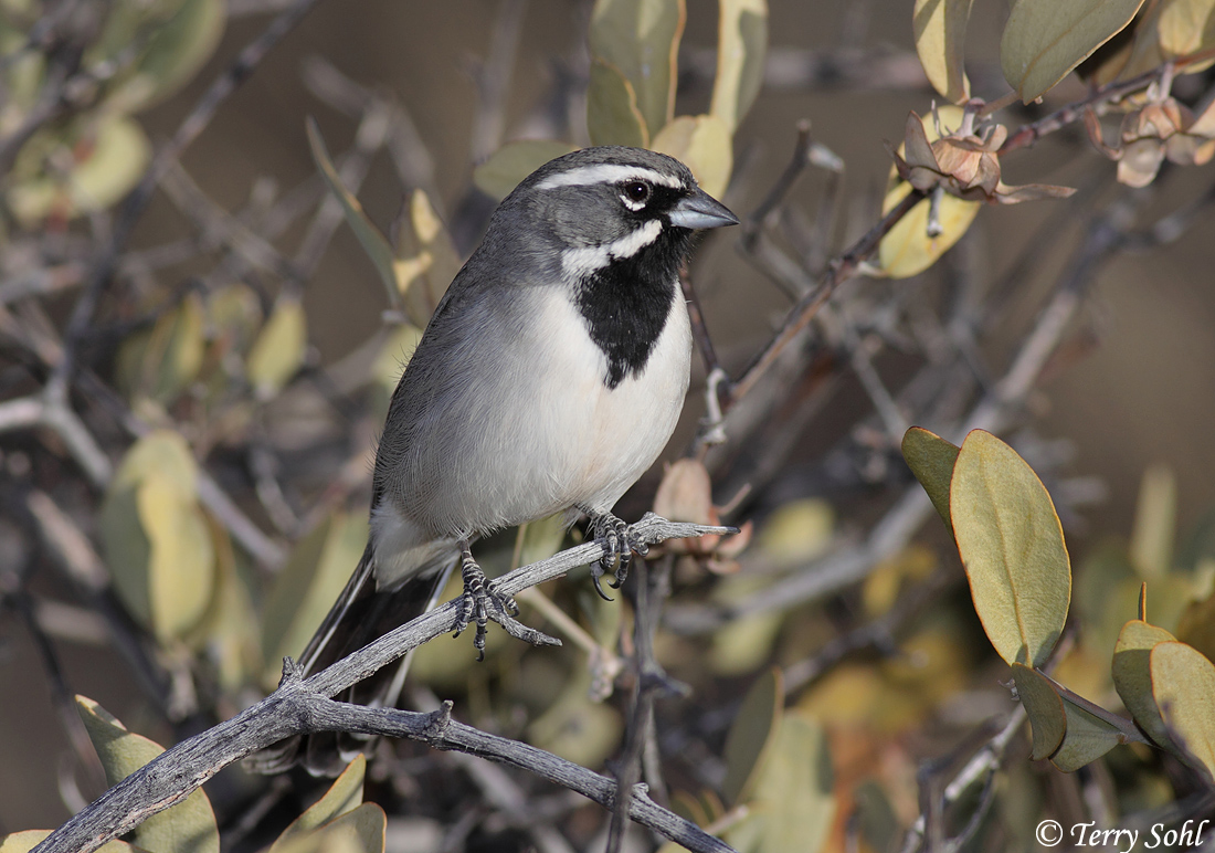 Black-throated Sparrow