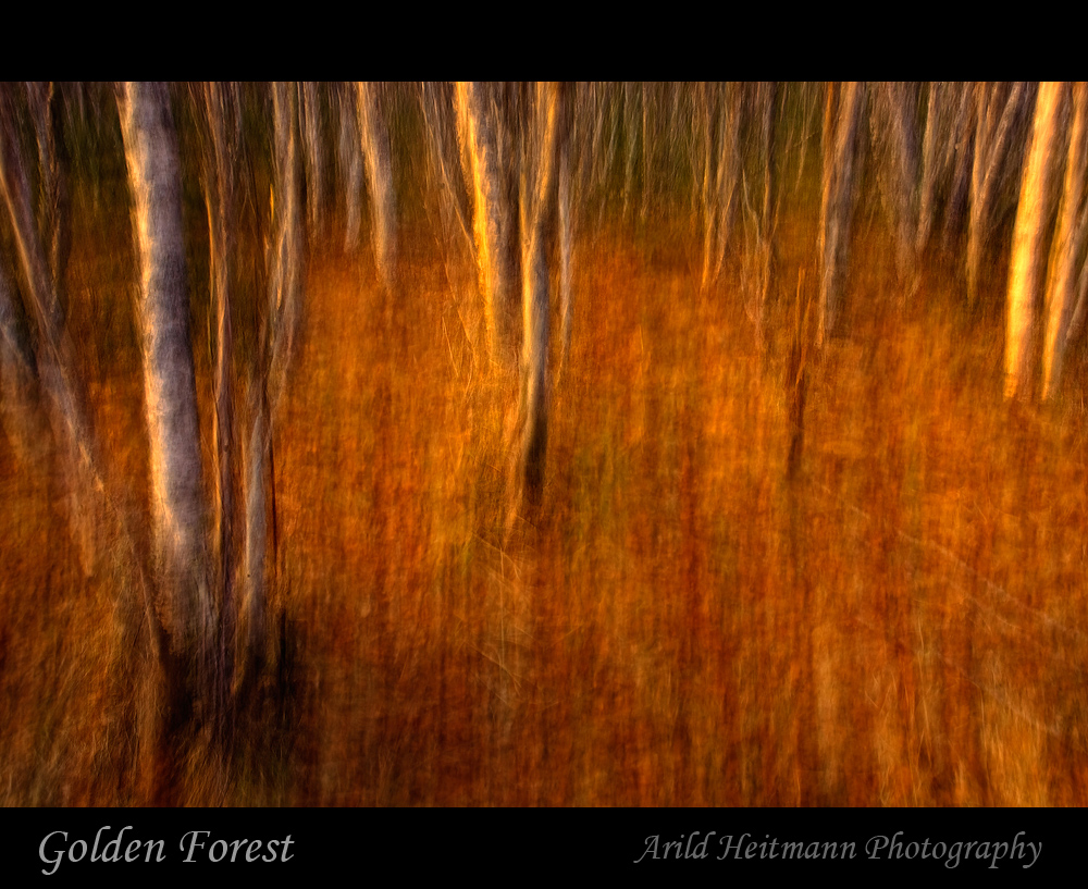 Golden Forest
