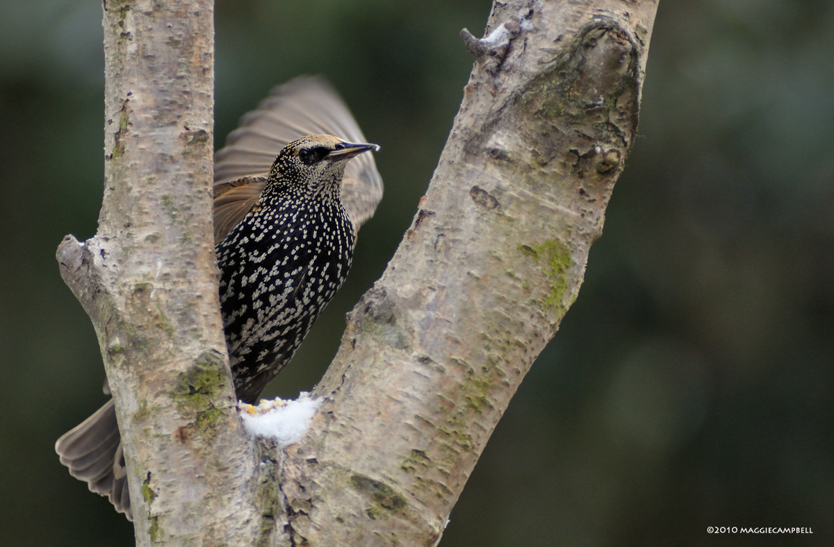 Its that Starling again