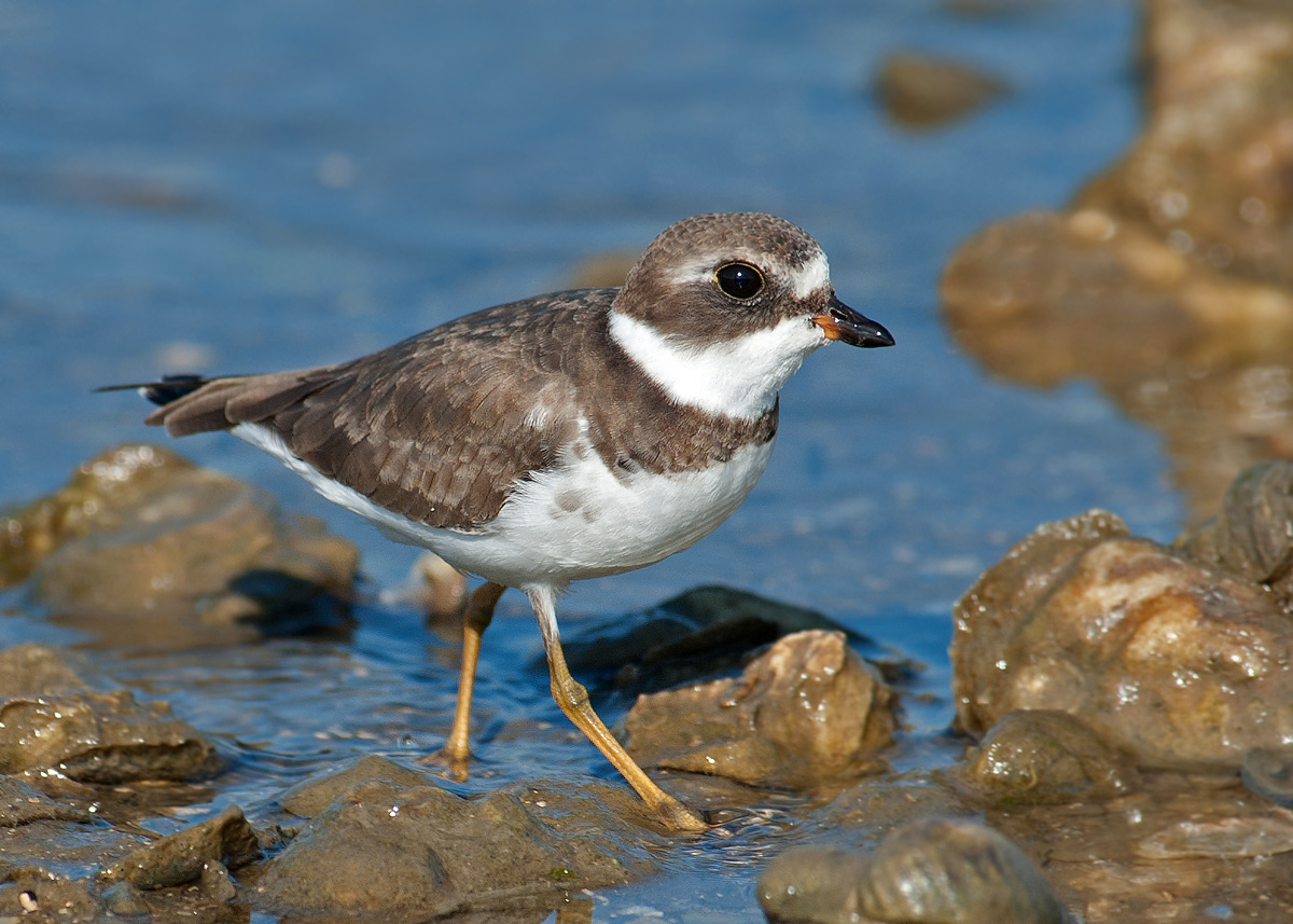 Semi-Palmated Plover W Repost
