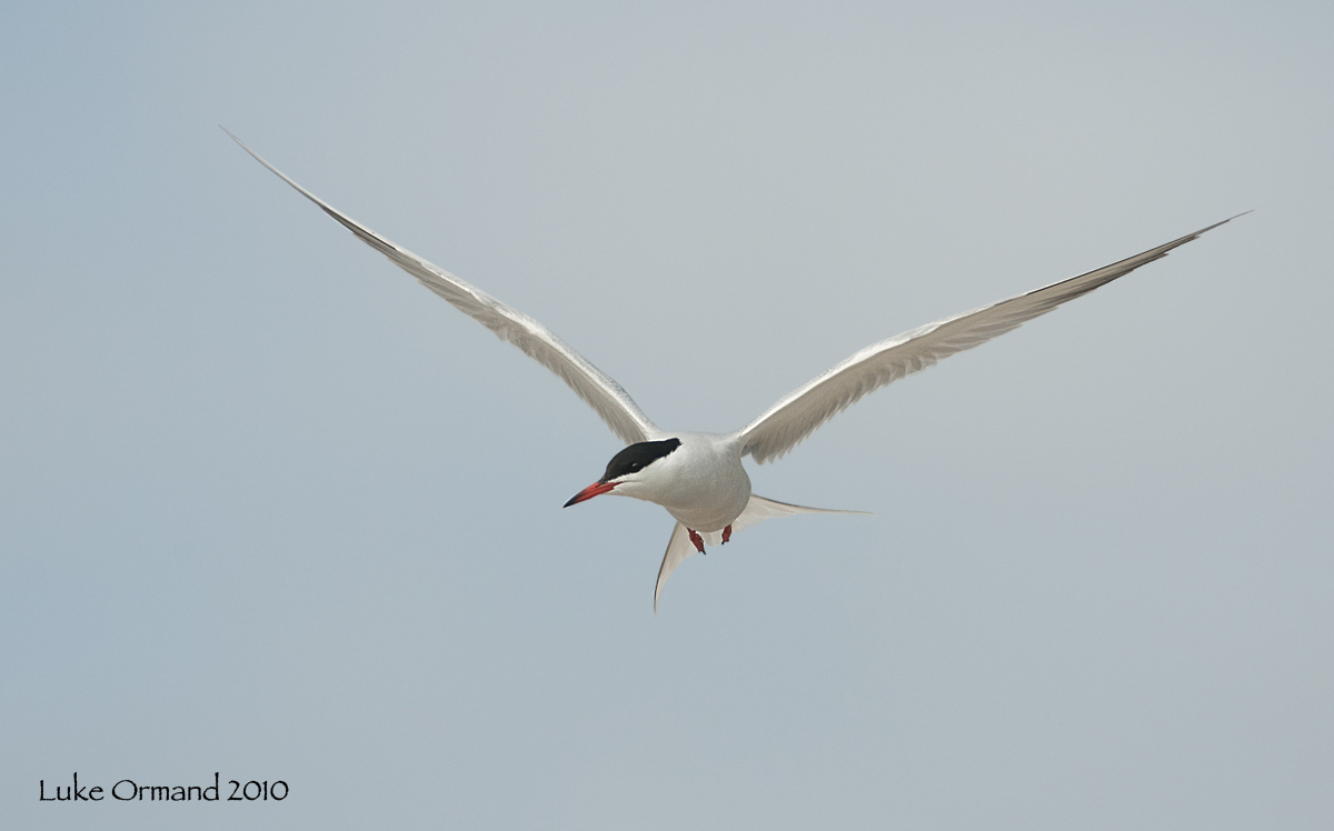 Common Tern