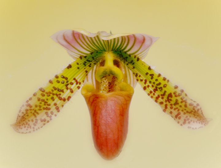 Lady Slipper Orchid