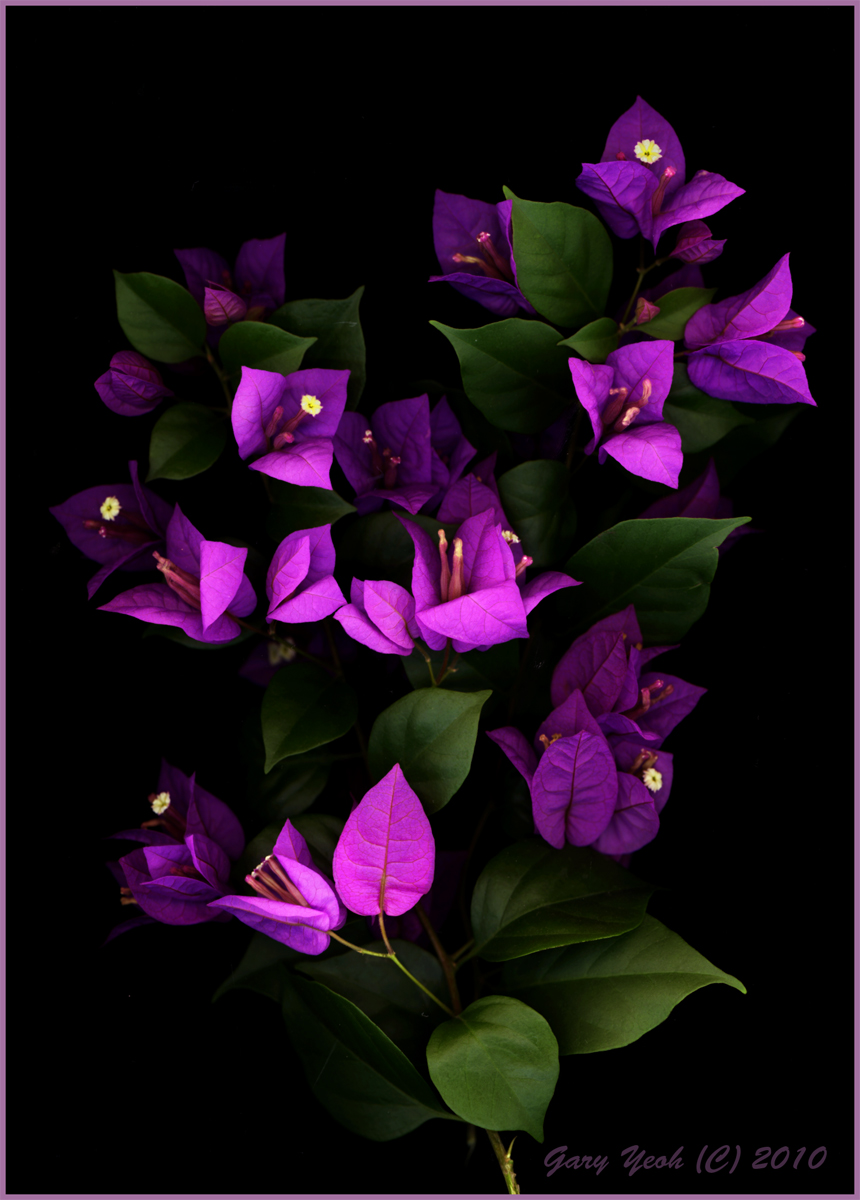 Bouganvillea scan#2