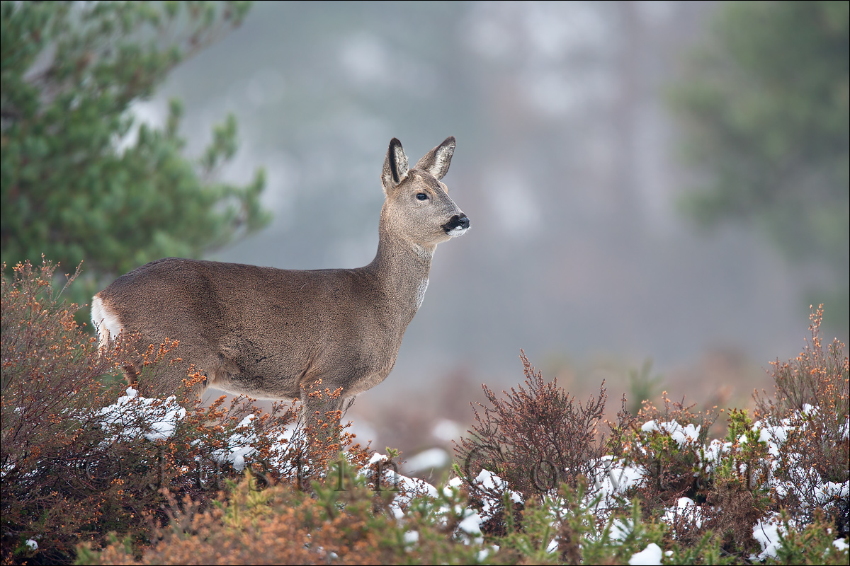 Roe doe in snow