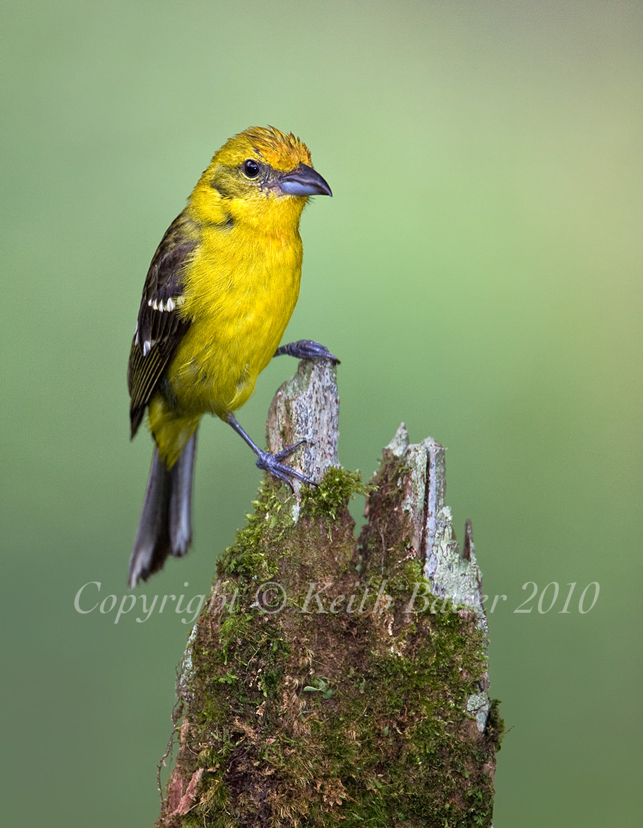 Flame Colored Tanager