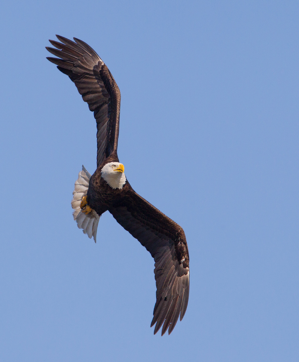 Bald eagle