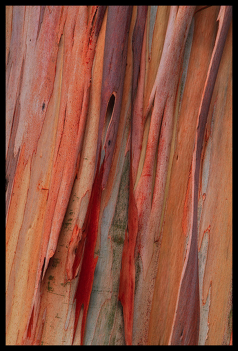 Nature's Paint Strips