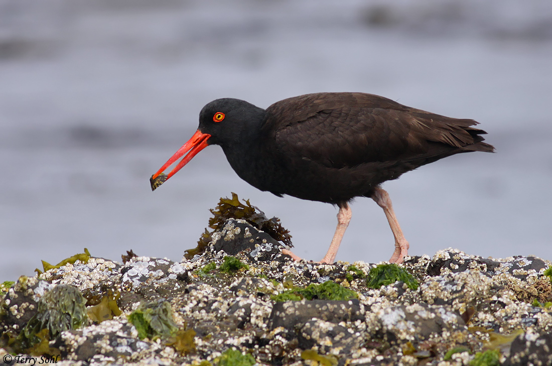 B.Oystercatcher's Lunch
