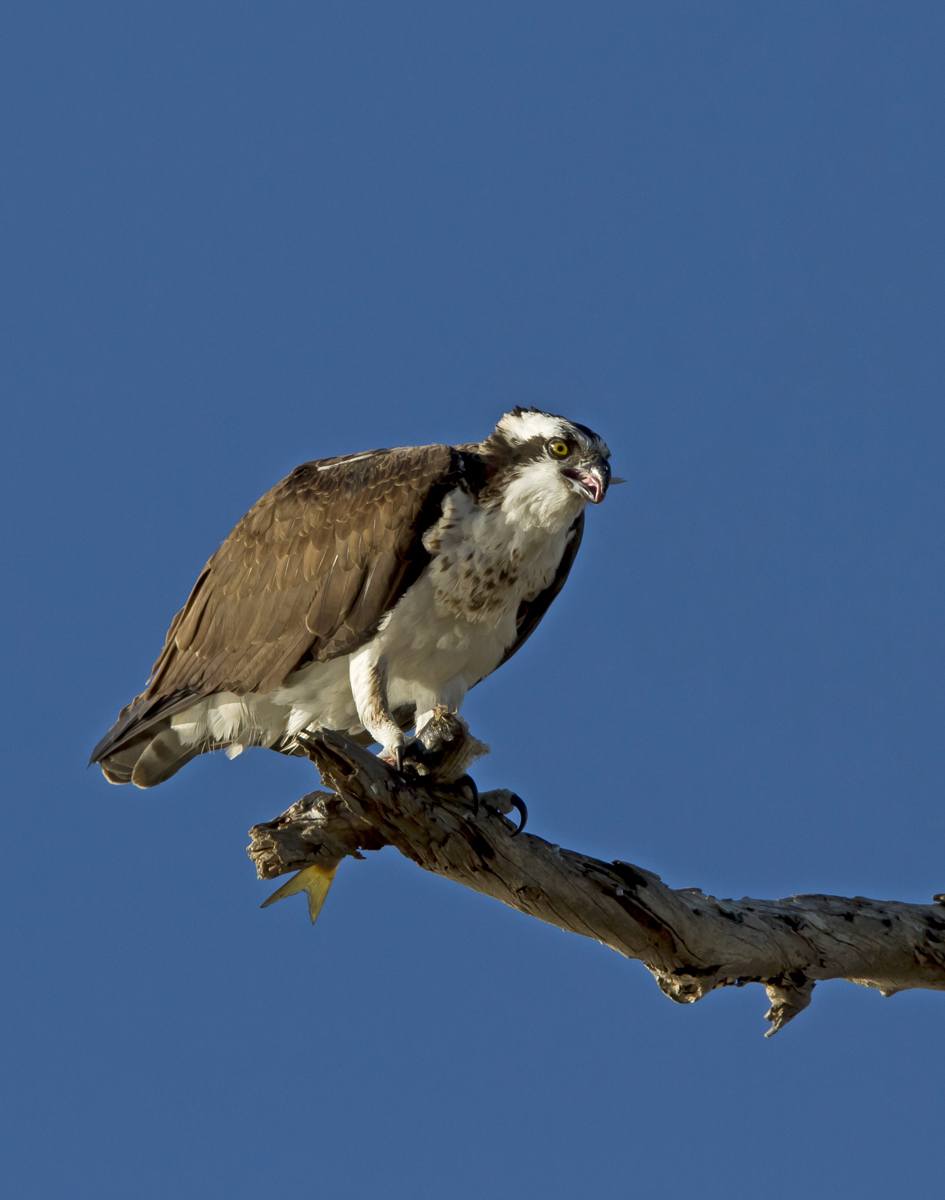 Osprey Eating a Fish