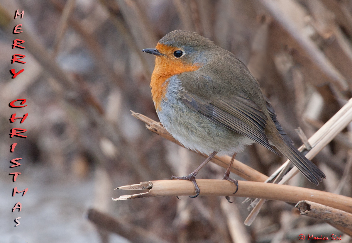 Christmas Robin