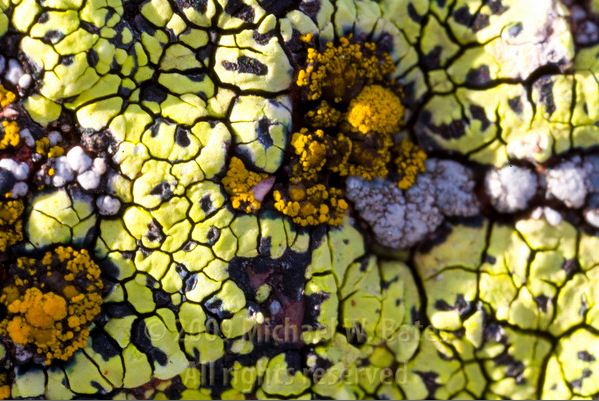 NPWC#463 Lichens