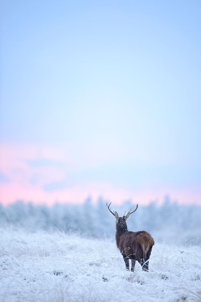 Dreaming deer