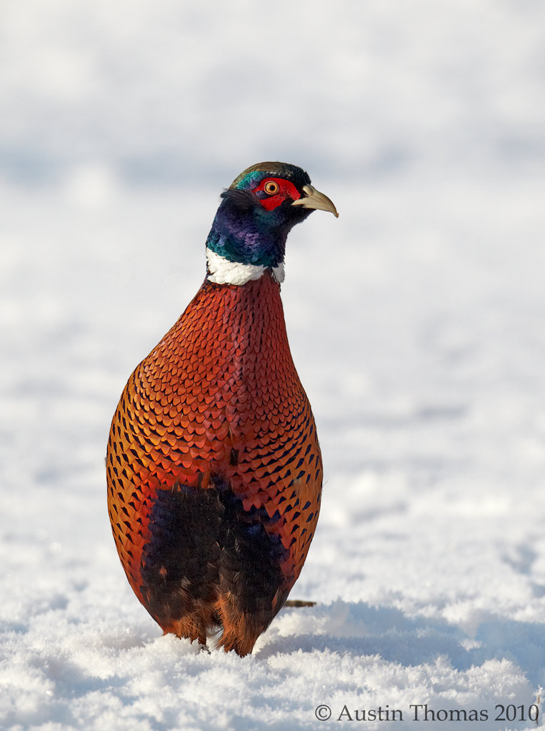 Pheasant in snow