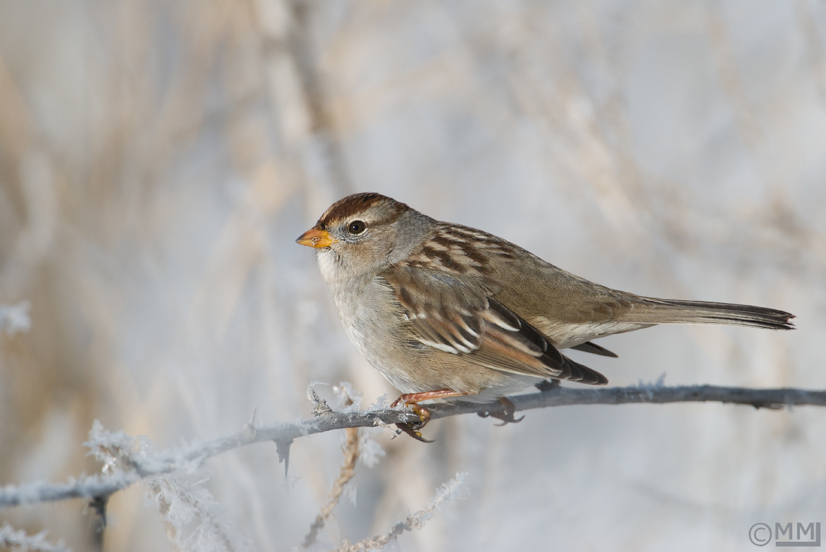 White-crowned Sparrow 