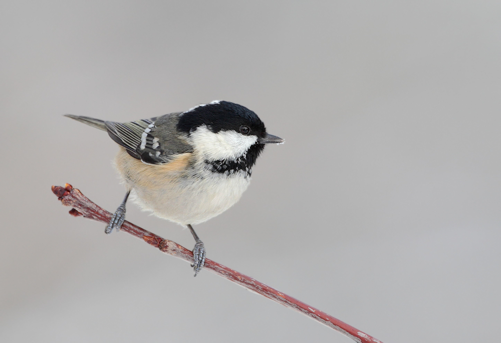 Coal Tit
