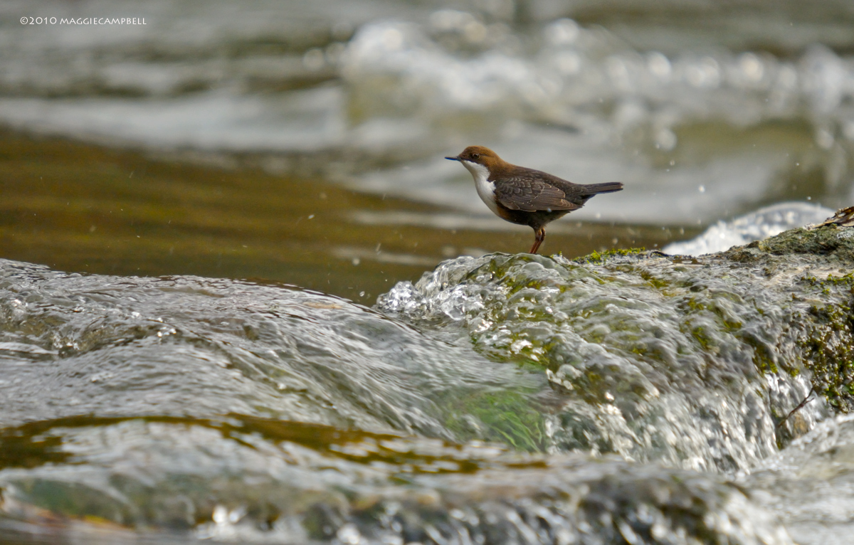 Dipper in rough waters