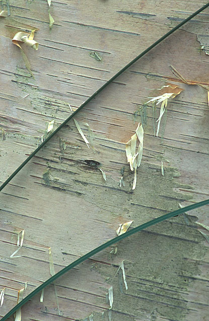 Peeling Birch