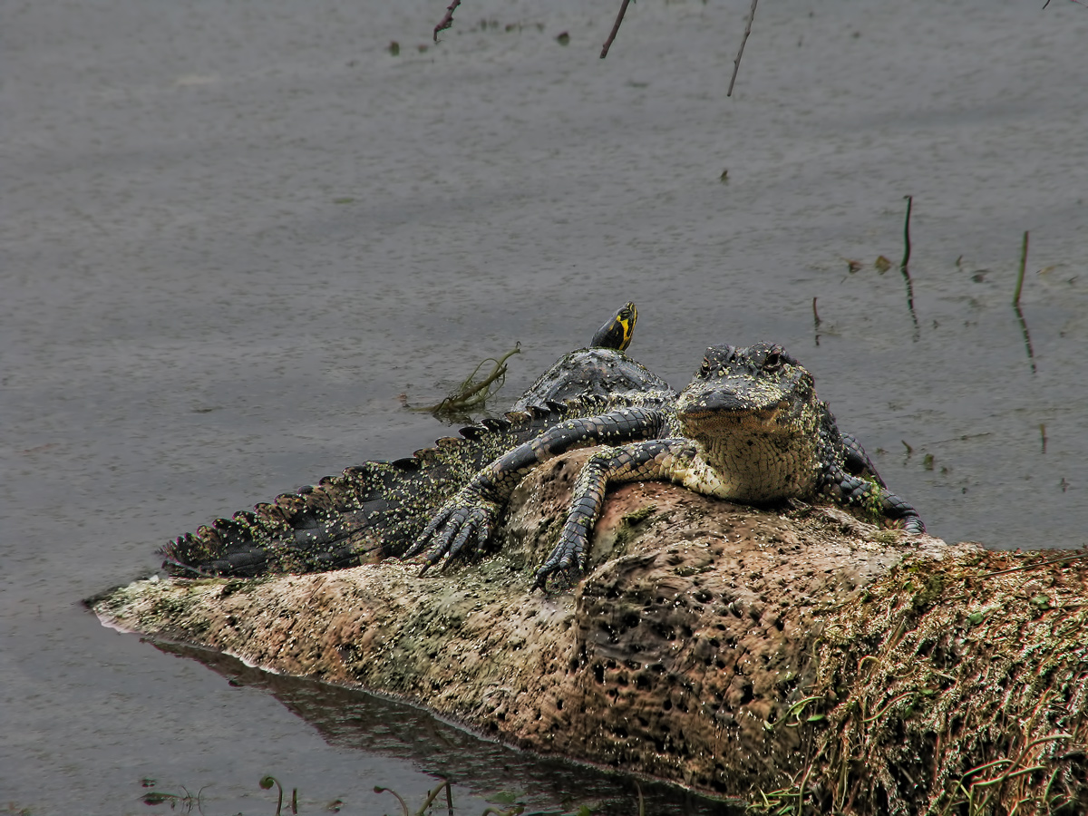 Young Gator and Friend