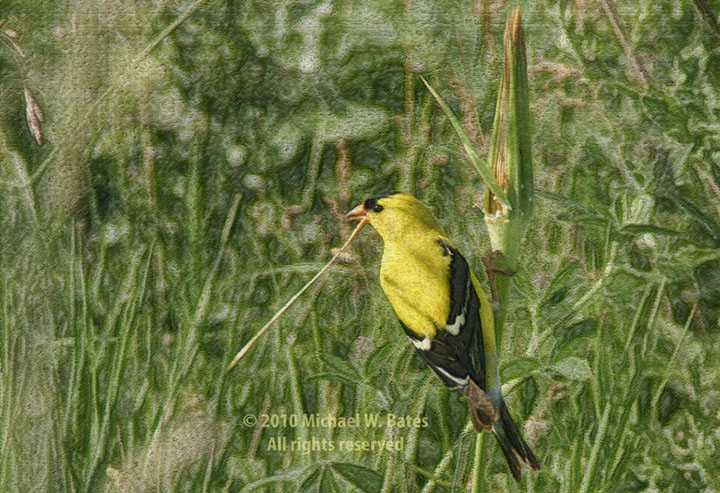 Goldfinch on Hawkbit