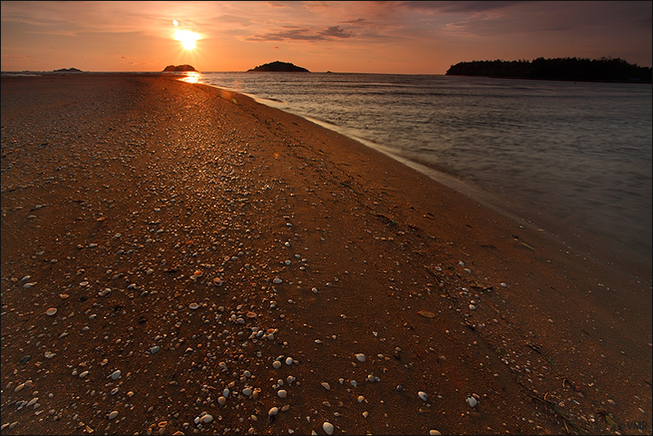 Seashells by the sea