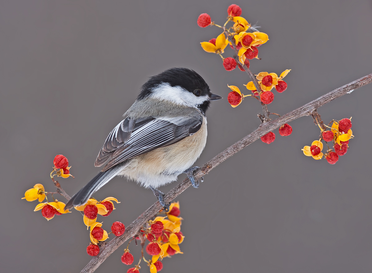 Christmas Chickadee