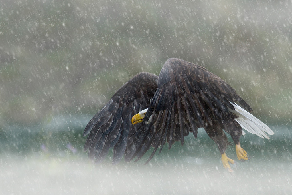 Snow