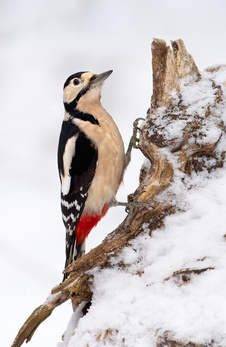 Great Spotted Woodpecker