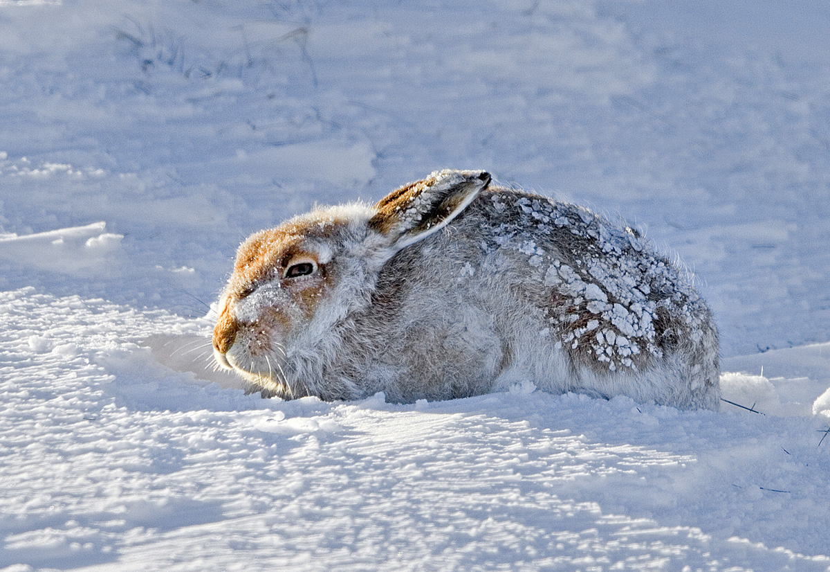 Mountain Hare