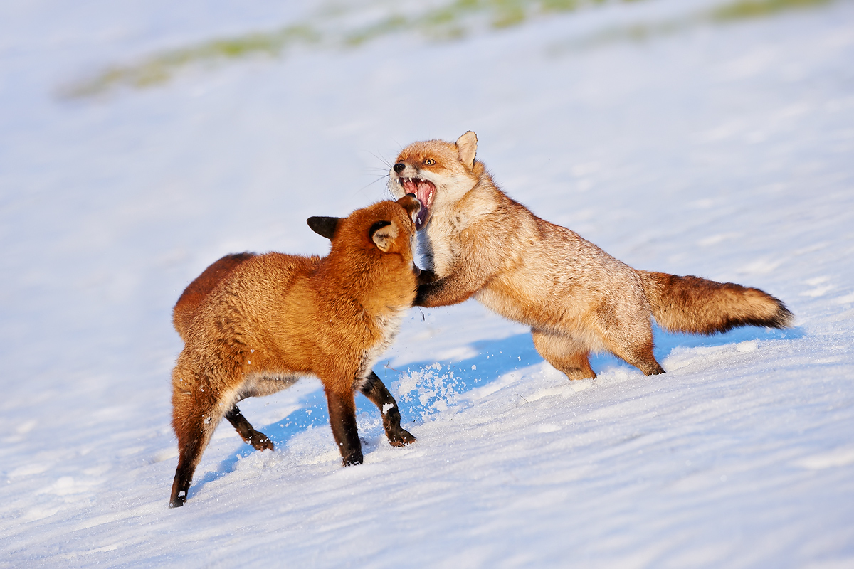 Foxes fighting #2