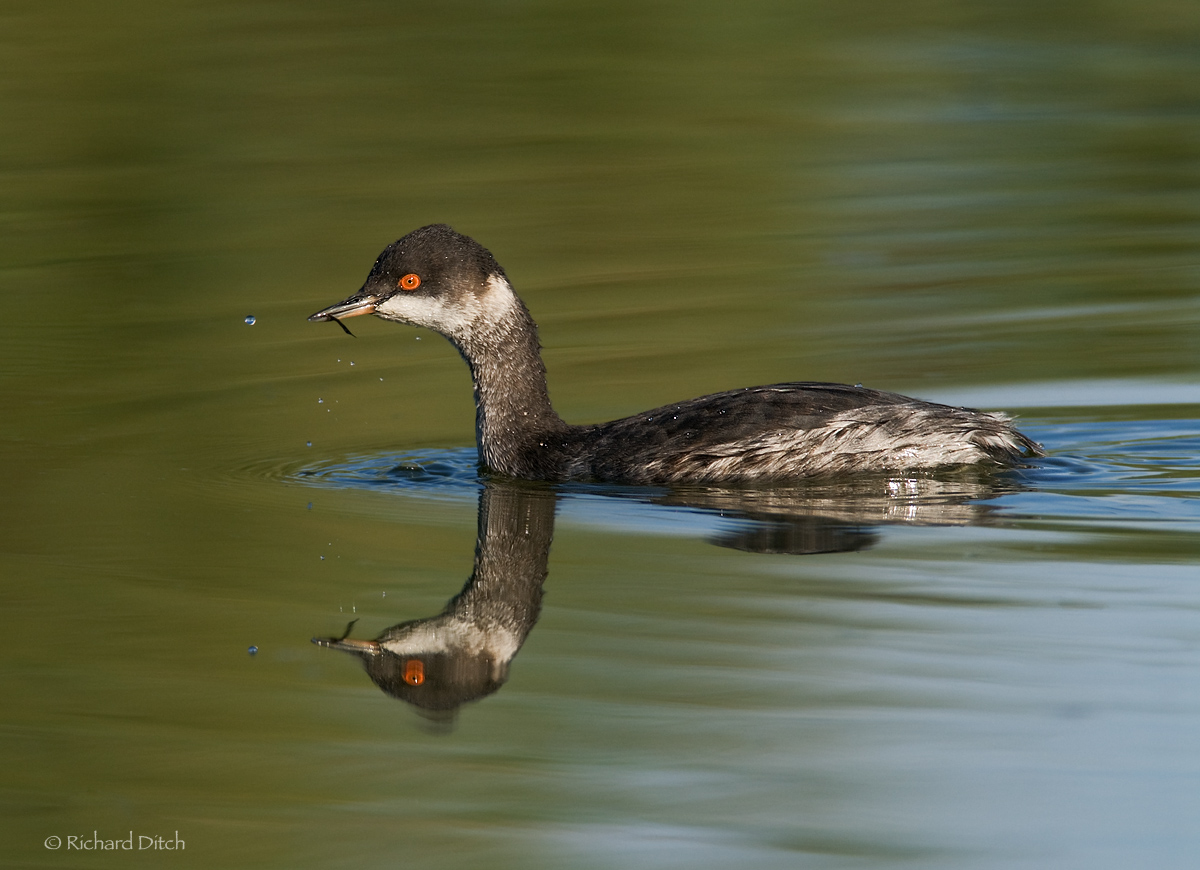 Eared Grebe