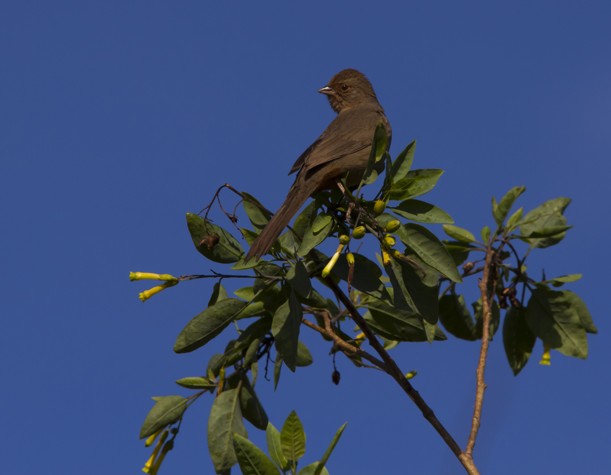 California Towhee