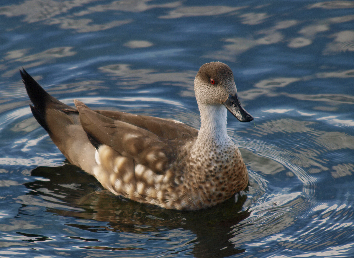 Crested Duck