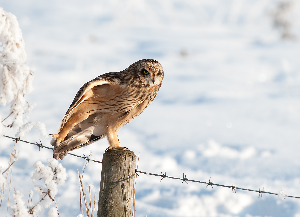 SEO stretching