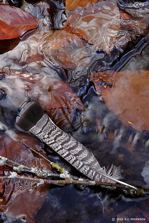 Grouse Feather